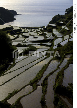 浜野浦の棚田 40634205