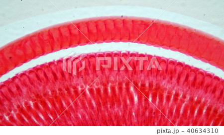 昆虫複眼の断面顕微鏡写真 昆虫複眼の断面顕微鏡写真 40634310