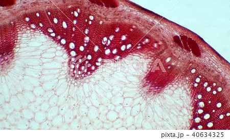 ブタクサの茎の断面顕微鏡写真 ブタクサの茎の断面顕微鏡写真 40634325
