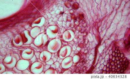 ヘチマ茎の断面顕微鏡写真 ヘチマ茎の断面顕微鏡写真 40634328