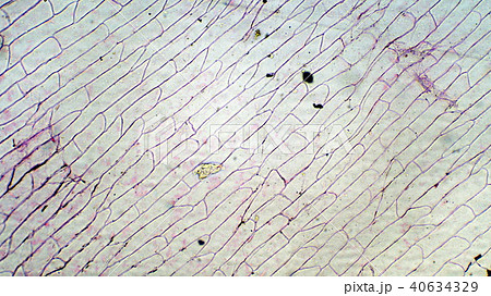 玉ねぎの表皮顕微鏡写真 40634329