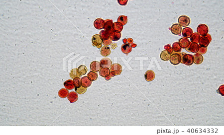 カボチャの花粉顕微鏡写真の写真素材