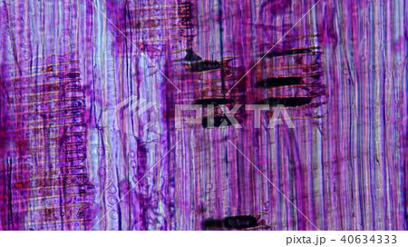 材木の細胞顕微鏡写真 材木の細胞顕微鏡写真 40634333