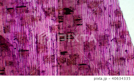 材木の細胞顕微鏡写真 40634335