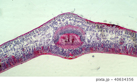 ツバキの葉の断面顕微鏡写真の写真素材