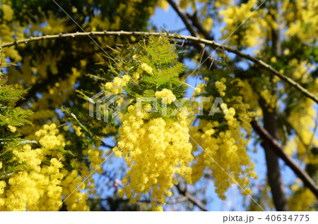黄色の花を咲かせたミモザ 黄色の花を咲かせたミモザ 40634775