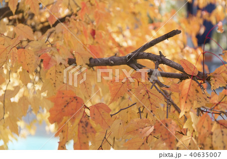 Colorful autumn leaves background. 40635007