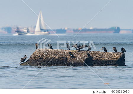 甲子園浜の風景 カワウの群れ 甲子園浜の風景 カワウの群れ 40635046