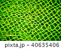 art abstract in green  pattern background 40635406