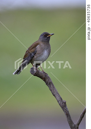 シロハラ（鹿児島県） 40635736