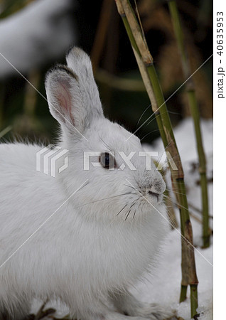 トウホクノウサギ 青森県 の写真素材