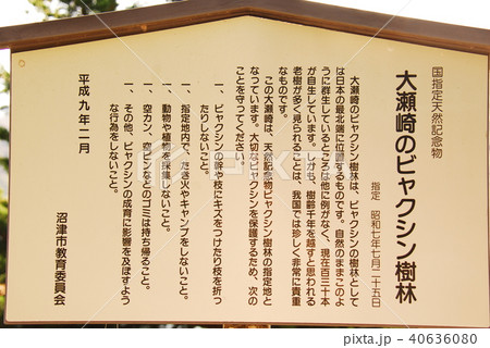世界ジオパーク認定 伊豆半島大瀬崎のビャクシン樹林の説明板(静岡県沼津市) 世界ジオパーク認定 伊豆半島大瀬崎のビャクシン樹林の説明板(静岡県沼津市) 40636080