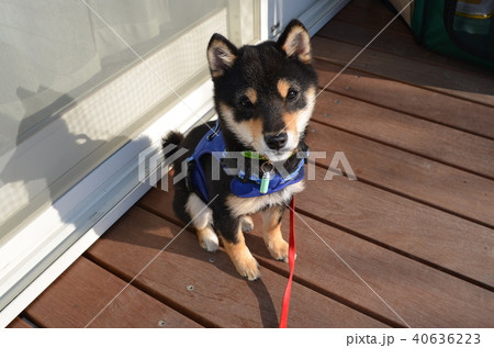 子犬 子犬 40636223