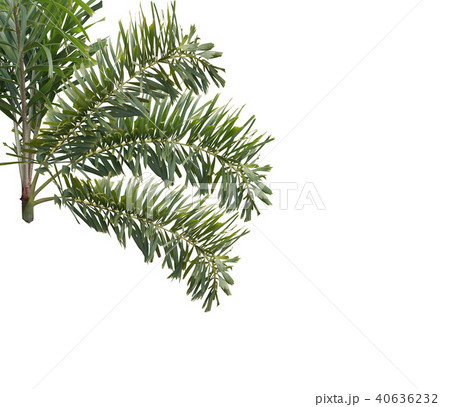 green foxtail palm leaf tree isolated on white  40636232
