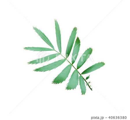 green palm leaf isolated on white background  40636380