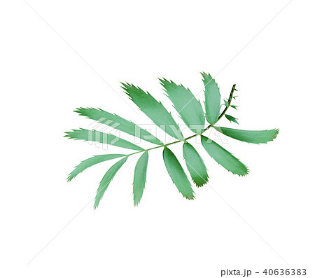 green palm leaf isolated on white background green palm leaf isolated on white background 40636383