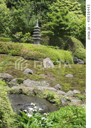 海蔵寺の庭園(鎌倉市扇ガ谷) 海蔵寺の庭園(鎌倉市扇ガ谷) 40636443