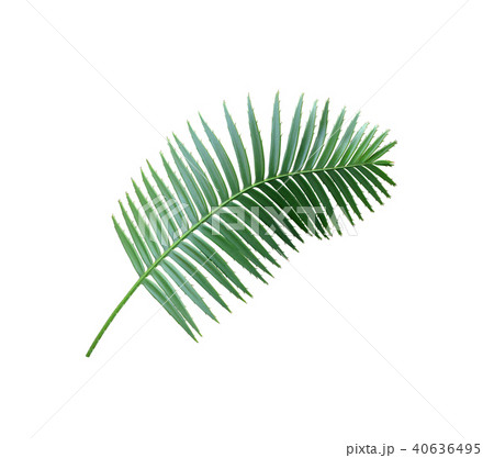 green palm leaf isolated on white background green palm leaf isolated on white background 40636495