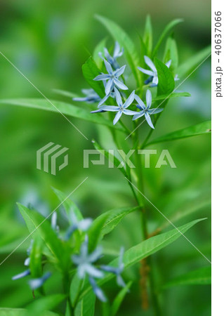 チョウジソウ チョウジソウ 40637066