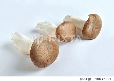 エリンギ 40637114