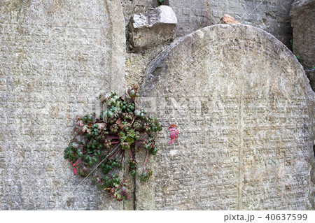 Detail of a tombstone, jewish cemetry 40637599