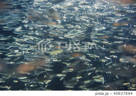 さけの稚魚(群泳) さけの稚魚(群泳) 40637694