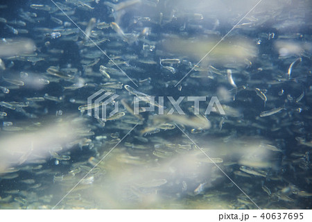 さけの稚魚（群泳） 40637695