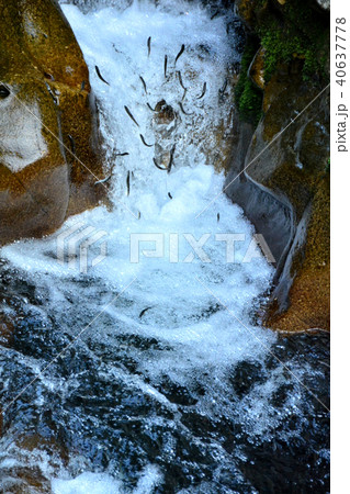 滝ノ拝　鮎の遡上 40637778