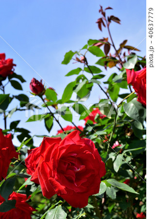 バラ バラ 40637779