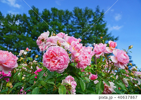 ウオームピンクが美しいバラ ウオームピンクが美しいバラ 40637867