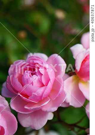 ウオームピンクが美しいバラ 40637871