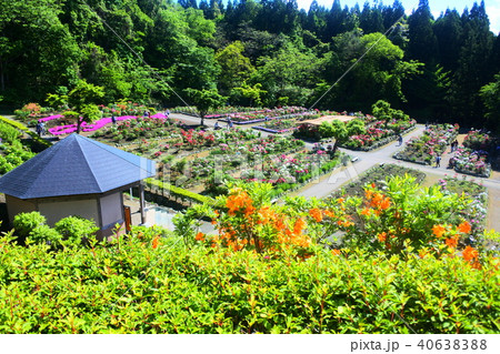 南部町長谷ぼたん園 40638388