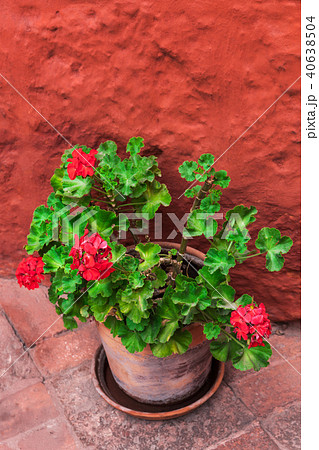 geranium on background of orange wall 40638504