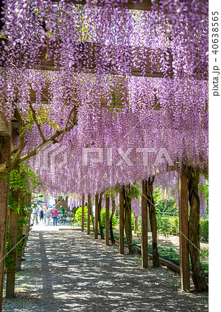 大三島藤公園 40638565