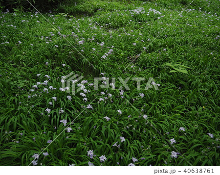 ヒメシャガ 40638761