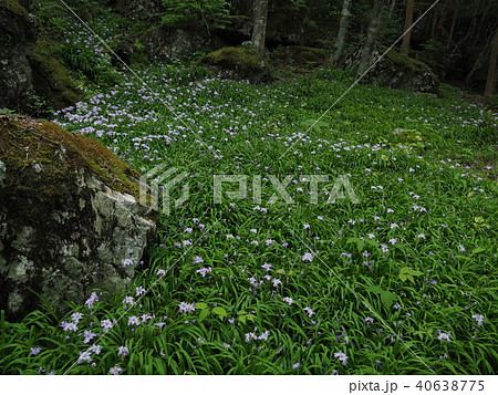 ヒメシャガ 40638775