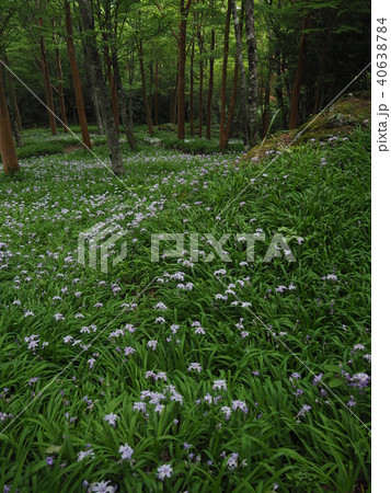 ヒメシャガ 40638784