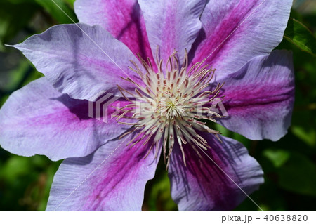クレマチス 40638820