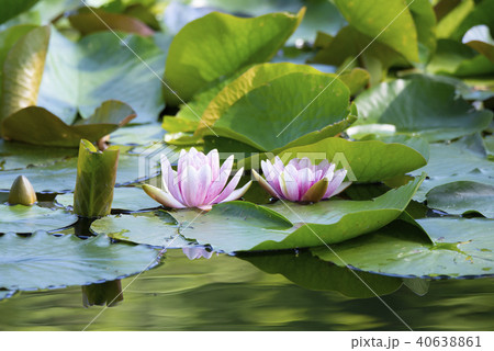 ピンクに咲く2輪のハスの花 40638861