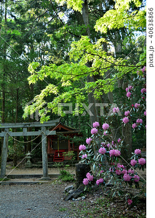 シャクナゲ咲く 発心門王子 シャクナゲ咲く 発心門王子 40638866