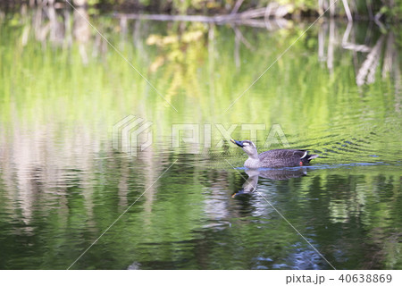 カルガモの泳ぐ初夏の池 40638869