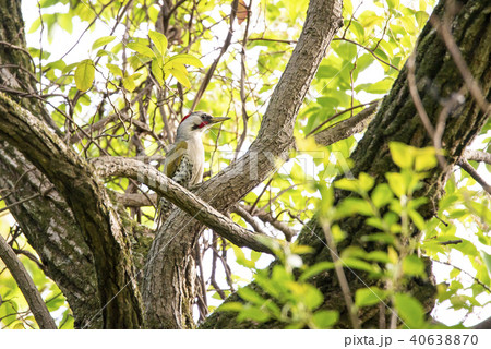 初夏の木立にいるキツツキ 初夏の木立にいるキツツキ 40638870