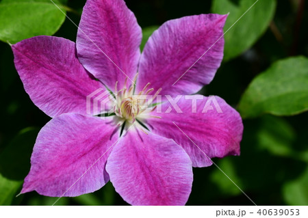 クレマチス 40639053