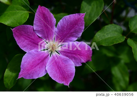 クレマチス 40639056