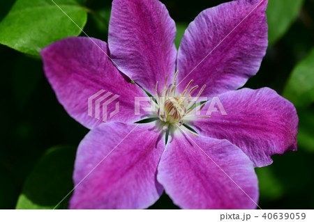 クレマチス クレマチス 40639059