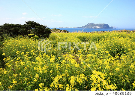 済州島 西帰浦市 城山日出峰 40639139