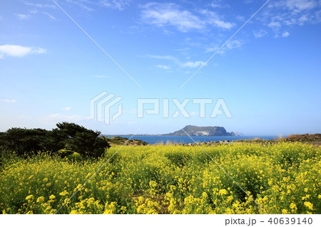 済州島 西帰浦市 城山日出峰 40639140