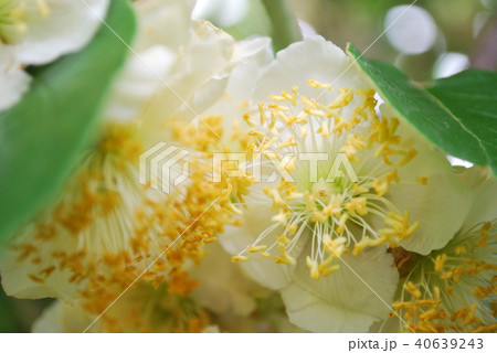 キウイの花 キウイの花 40639243