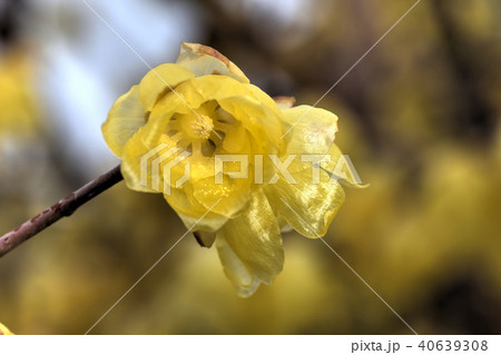 梅林の蝋梅 梅林の蝋梅 40639308