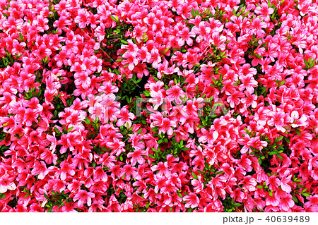 満開に咲いたツツジの平面正対写真 満開に咲いたツツジの平面正対写真 40639489